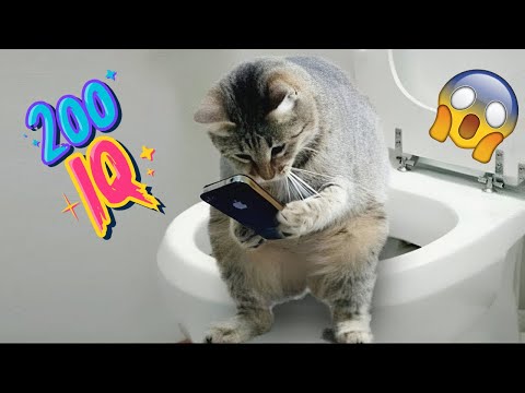Le chat le plus drôle et le plus intelligent du monde avec un qi de 300 le chat le plus drôle de