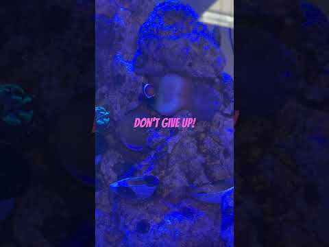 Has your Anemone lost its tentacles? Don’t give up and this is why! #faith #aquarium #health