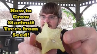 How to Grow Starfruit Trees from Seed (Grocery Store Growing Ep. 8)