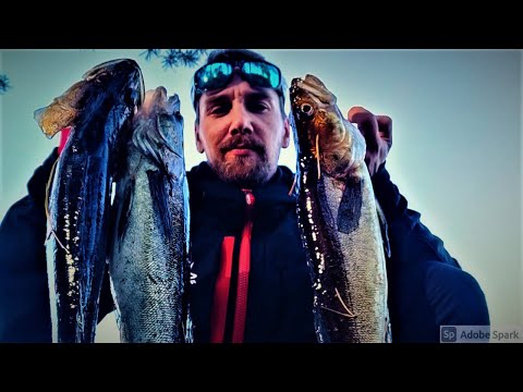 KUHAN RANNALTA KALASTUS | TEKNIIKAT JA VINKIT 3 MINUUTISSA | 100% SAALISVARMUUS 🎣😉