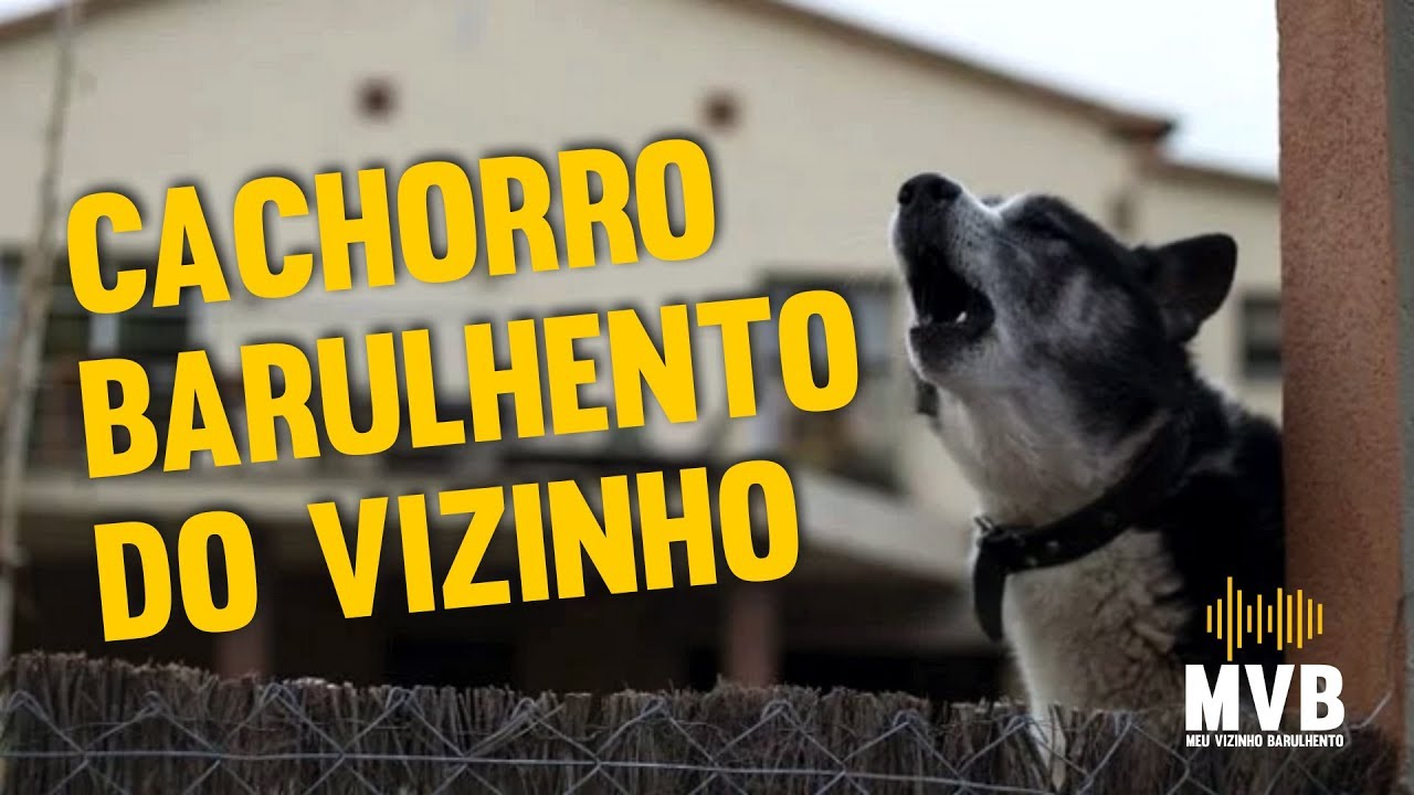 Barulho de cachorros: como resolver !!!