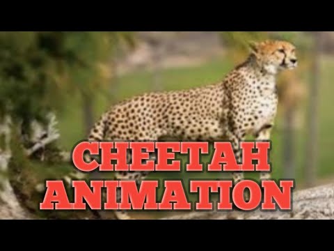 cheetah animation