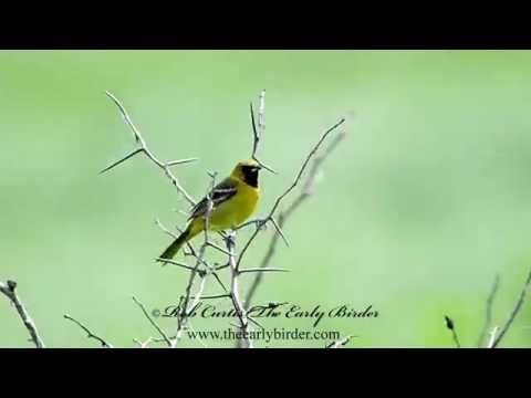 Trupiál sadový (Icterus spurius) — správanie, biotop a hlas