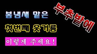 [텃밭농부 2,156]  봄냄새 맡은 부추밭에 1차로 웃거름 푸짐하게 주는 방법! #부추재배