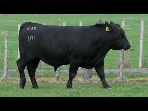 Lot 6  SEVEN HILLS V40 PV