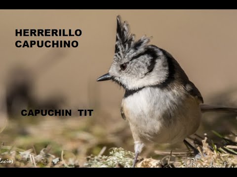 HERRERRILLO CAPUCHINO | CRESTED TIT | Parus cristatus