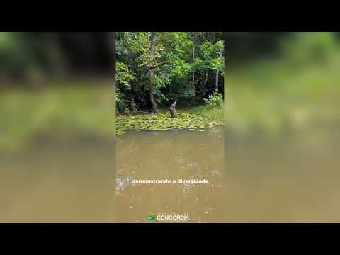Bosque Municipal Pedro Desengrini, em Concórdia do Pará.