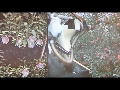 Mechanized vacuum apple picker demonstration