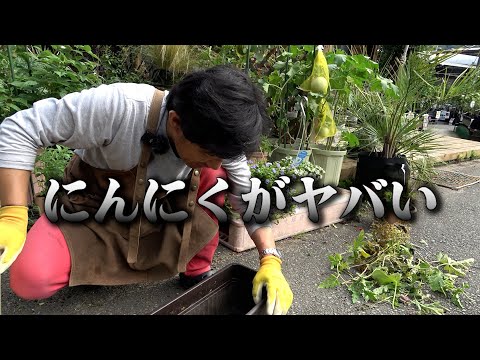 園芸 かなりニンニク