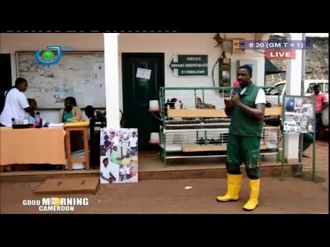 STV - THE 08:00 AM BILINGUAL NEWS - JOURNAL BILINGUE DE 08H00 - Tuesday 30th April 2019