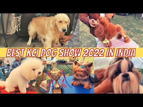 KCI DOG SHOW IN PUNJAB | BEST DOGS IN CHEAPEST RATES | BEST DOG MARKET IN INDIA PART-2