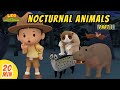 Nocturnal Animals Minisode Compilation Part 1 2 Leo The Wildlife Ranger Animation For Kids