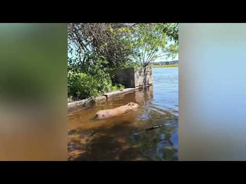 Brigada Militar realiza soltura de capivara em Torres