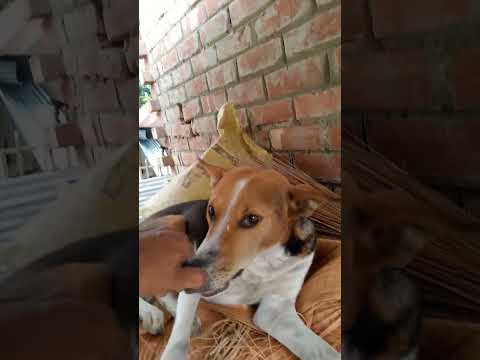 #dog🐶 #shorts