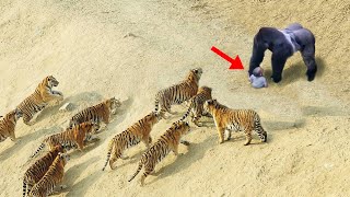 Best Moments Hero Animals That Saved Human Lives
