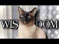 The Introspective Siamese #shorts