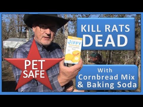 KILL RATS DEAD WITH CORNBREAD MIX & BAKING SODA - Pet Safe