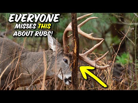 How Bucks REVEAL their RUT LOOP with Rubs!