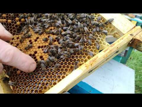 Selección Abejas Reinas  - Carnica Sklenar - AbejaFlores SpA