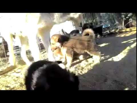 Wolf Hybrid Pups For Adoption