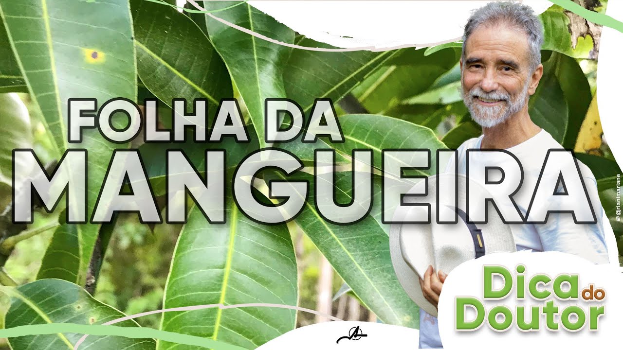 Dica do Doutor #169 -  Folha da mangueira