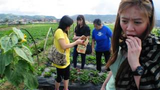 preview picture of video 'Mabanta at Strawberry Farm in Benguet, Baguio'