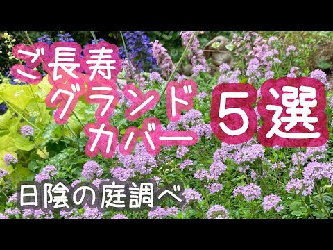 あなたの家に採用すべきメンテナンスフリーの永続的なグランドカバーはどれですか?あなたにおすすめのトップ 3!  庭園