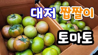 대저 짭짤이 토마토 실시간 생방송