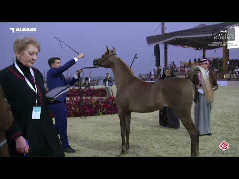 N 13 ZAINA AL WAJBA   Katara Int  Arabian Peninsula Horse Show 2023   Yearling Fillies Section A Cla
