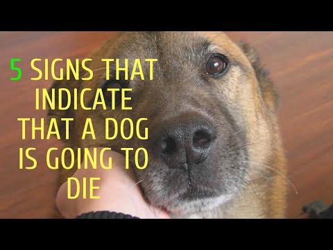 5 Signs That Indicate That a Dog Is Going To Die