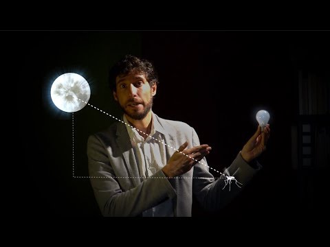 Why do insects go to the light?