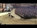 Palio Horse Race Siena Italy