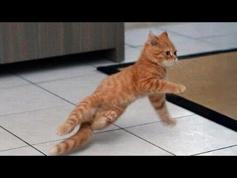 Silliest Cat Becomes a Kung Fu Master 😼 15 Minutes of Funny Cat Video