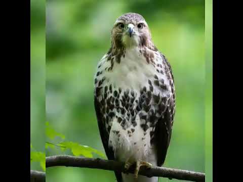 Hawk Totem: The Power of The Hawk