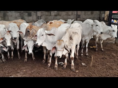 Bezerrada boa no curral de Seu Lalá na Feira de Frei Miguelinho 03/03/2026.