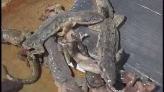 Most Amazing Thailand Lizard Gecko Restaurant eating Weird Crawling Creatures