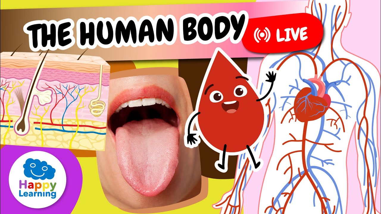 🔴 LIVE | 🧠🫀 The Human Body for Kids | Fun Facts, Organs & Body Parts! | Happy Learning