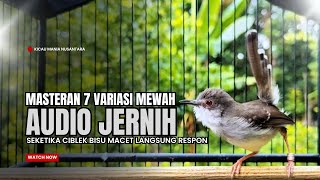 Download lagu suara burung CIBLEK GACOR NGEBREN Pancingan Ciblek Semi bahan jadikan ciblek kristal gacor Tarung mp3