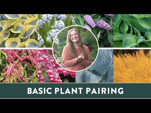 How Can You Pair Plants To Make Gardening Easier And Prettier Too? | Plant Pairing Guide