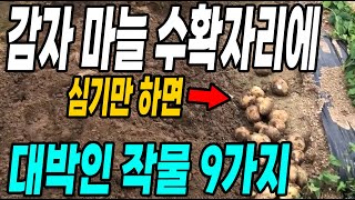 감자 마늘수확한 자리에 심기만 하면 대박인작물 9가지! 배추심기전 수확해서 먹는 단기작물