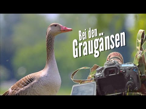 Naturfotografie: Bei den Graugänsen