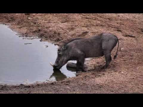 Djuma: Lone Warthog - 17:39 - 10/04/18