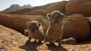 Baby rock dassies inspect gopro !