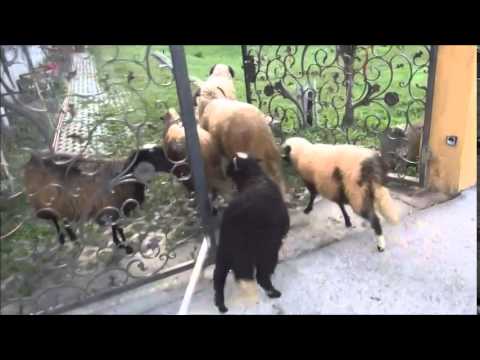 CHIROPRACTIC: Dr.Ante Pavlović, 6./8 MRKANJE LIVADA