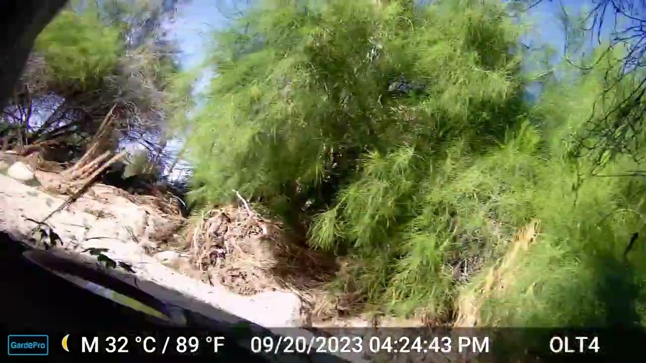 S1E5: Camera Thief...Watch As This Coyote Checks Out A Wildlife  Camera Before Running Off With It