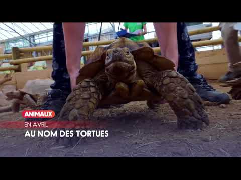 En Avril sur ANIMAUX BisTV via AERVI Boutique