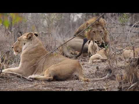 Sabi Sabi Raw Footage - Lion Cubs Annoying Dad, Mom Gets Revenge - 2016 EM1B2632