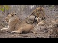 Sabi Sabi Raw Footage Lion Cubs Annoying Dad Mom Gets Revenge 2016 EM1B2632