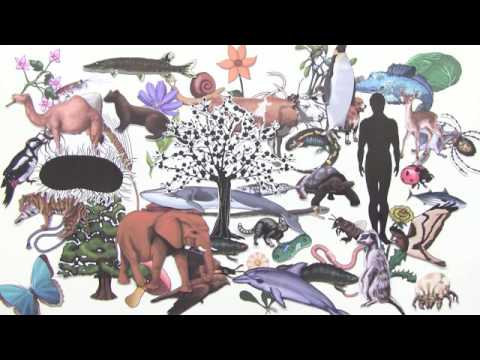 GENETISCHER CODE | EIGENSCHAFTEN UND BEDEUTUNG | Biologie | Genetik und Entwicklungsbiologie