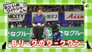 BS朝日「ネコいぬワイドショー」特集回のサムネイル